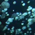 Медузы в океанариуме Ванкувера