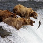 Бурые медведи на реке, Аляска